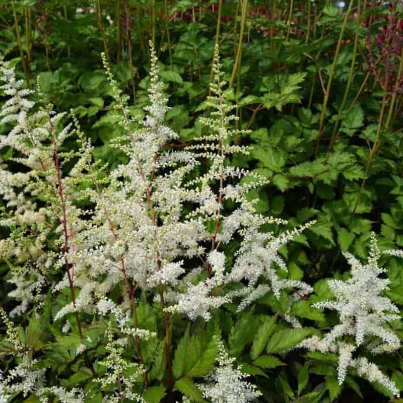 Astilbe 'Ellie' (× _arendsii_) ---